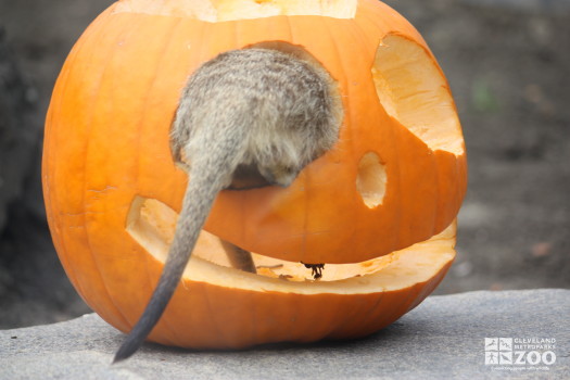 Meerkat Climbs into Pumpkin