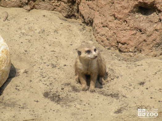 Meerkat from a Distance