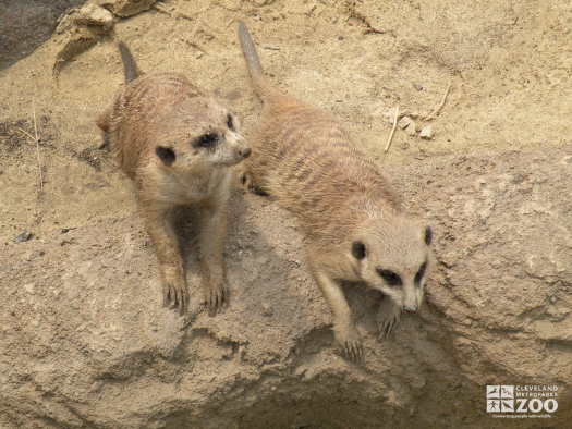 Meerkats on Rock