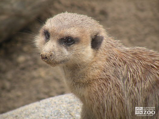 Meerkat with sand on nose