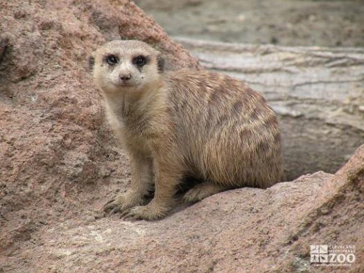 Meerkat on Rock 2