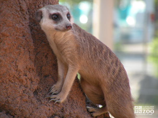 Meerkat on Rock 3