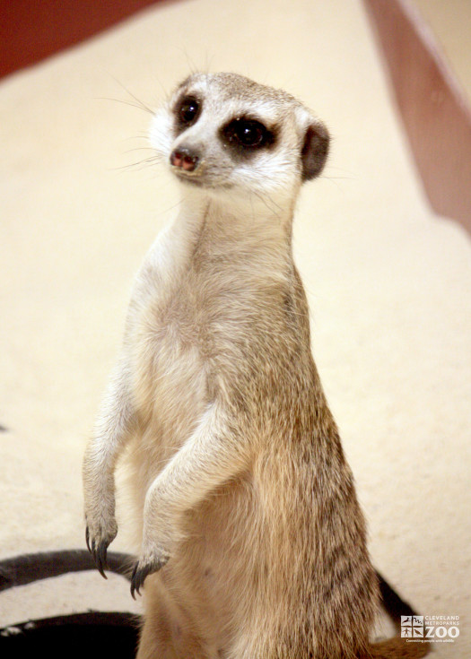 Meerkat Stands