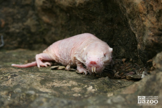 Naked Mole-Rat 2