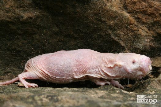 Naked Mole-Rat Profile