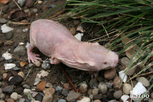 Naked Mole-Rat with Grass