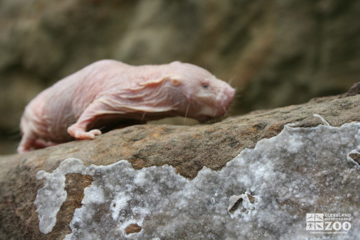 Naked Mole-Rat Ascending