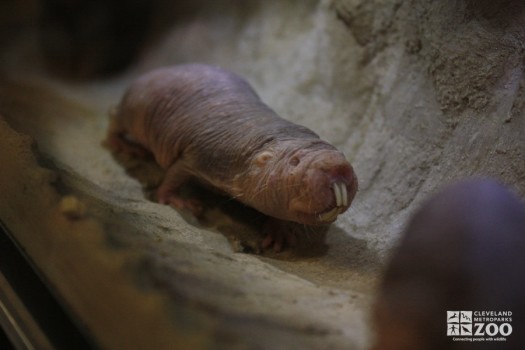 Naked Mole-Rat Moving