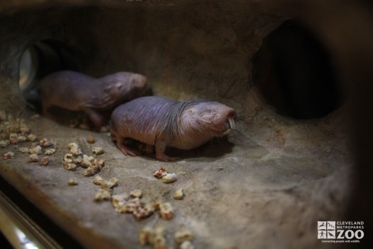 Mole-Rats Two in Chamber