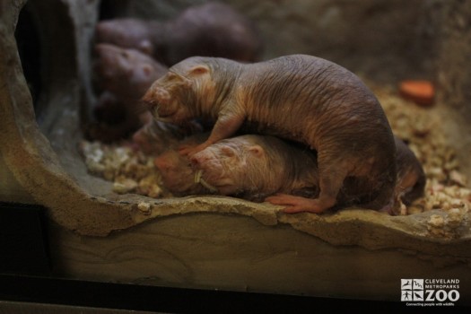 Naked Mole-Rat Pile