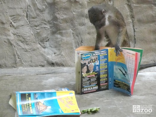 Allen's Swamp Monkey with Phone Book 2