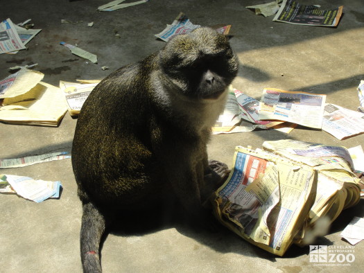 Allen's Swamp Monkey with Phone Book 4