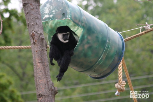 Colobus Monkey In Barrel