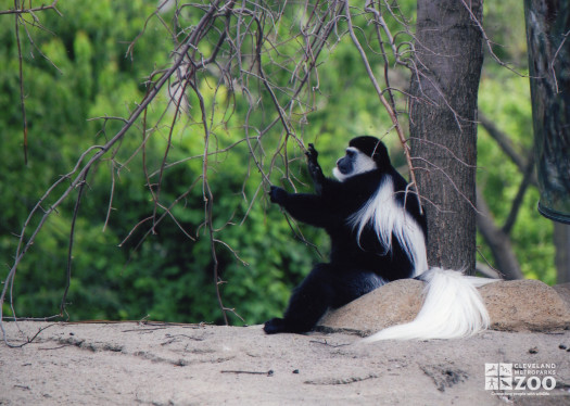 Colobus Monkey Pulls Branches