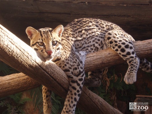 Ocelot Lying Down on a Branch