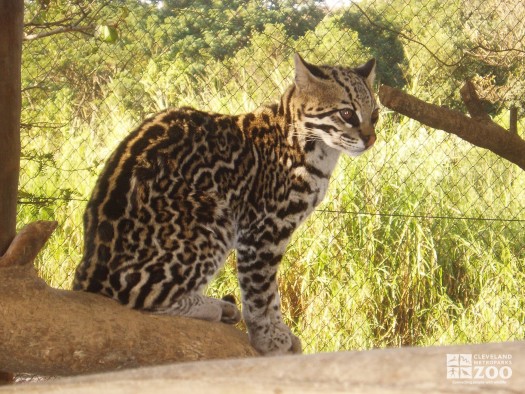 Ocelot Sitting