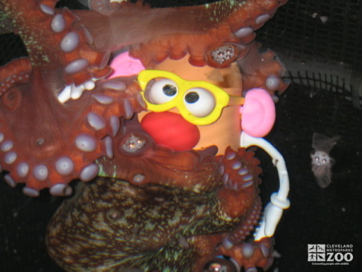 Giant Pacific Octopus with Mr. Potato Head
