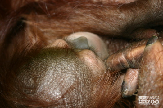 Orangutan Daniel Close Up