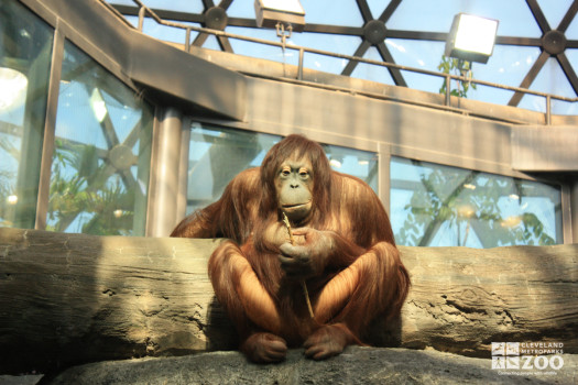 Orangutan from the Front