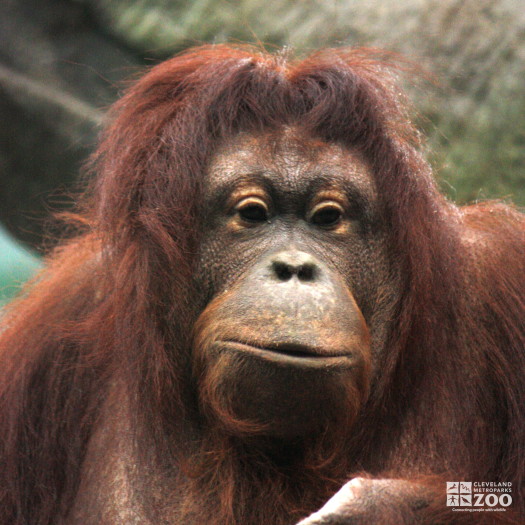 Orangutan Face