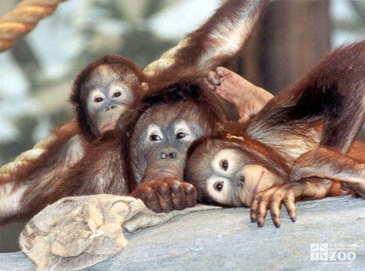 Orangutan Family