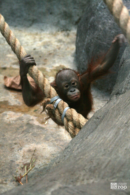 Orangutan on Ropes 2