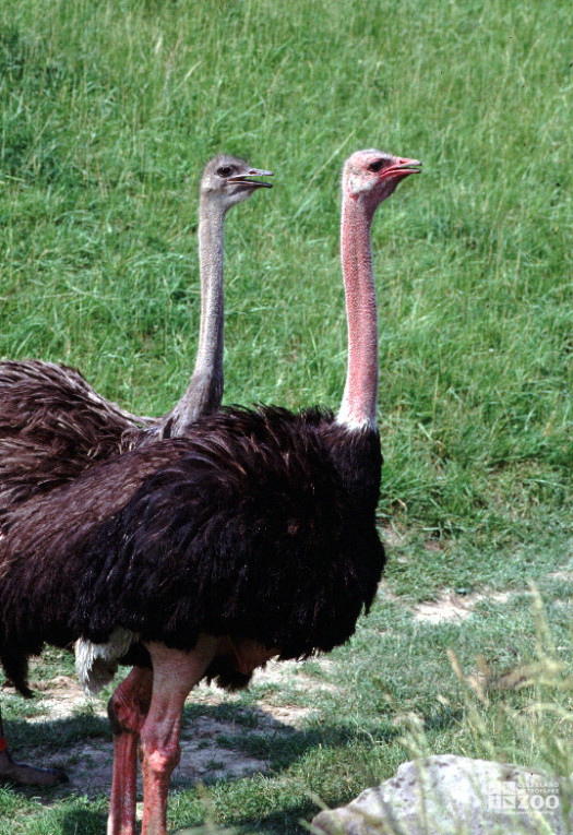 Pair of Ostriches