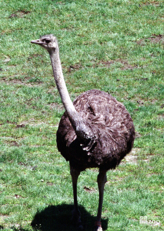 Ostrich and Shadow
