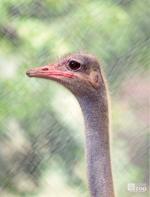 Ostrich Looks Left