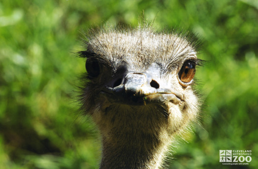 Ostrich Head 3