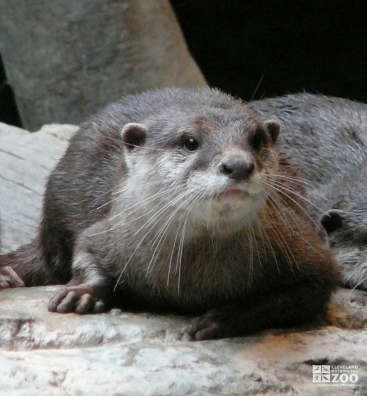 Asian Small-Clawed Otter Close Up