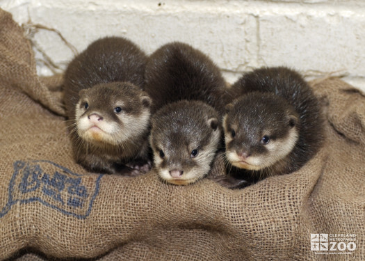 Asian Small-Clawed Otter Babies in a Line