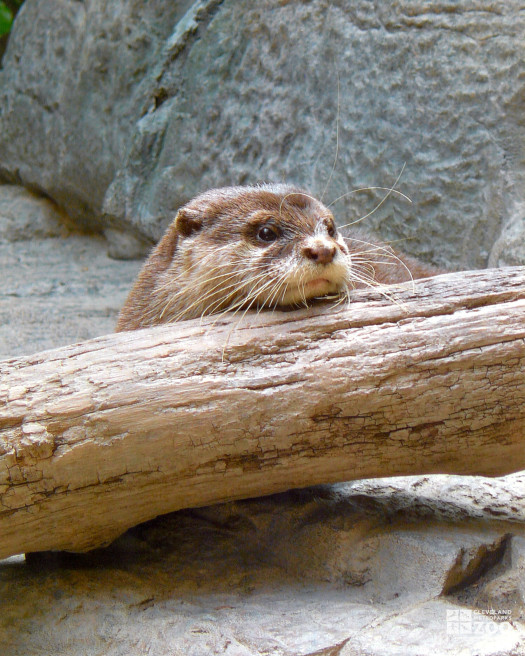 Asian Small-Clawed Otter Looks over Log