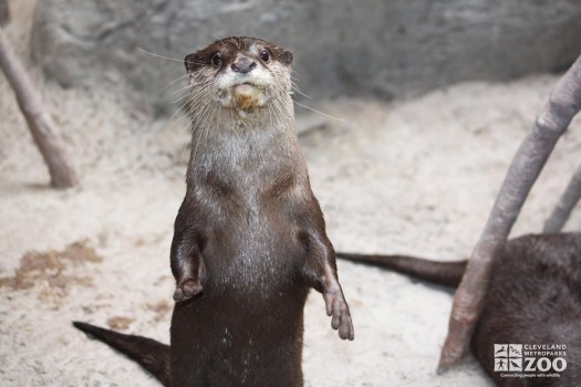 Asian Small-Clawed Otter Looks Ahead