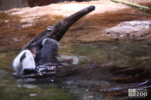 Giant Anteater in the Water