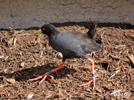 Black Crake Walking