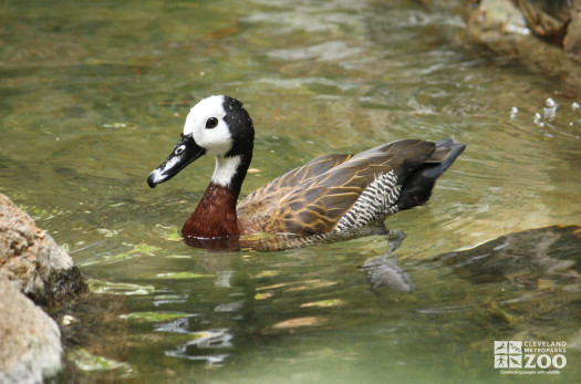 White-Faced Whistling Duck