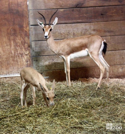Slender-Horned Gazelle and Infant