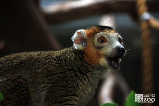 Crowned Lemur Close Up