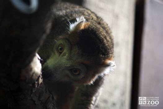 Crowned Lemur Looks Down