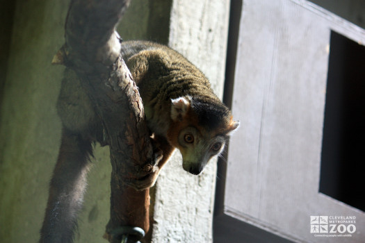 Crowned Lemur on Branch