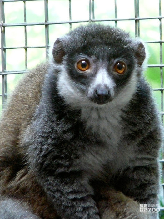 Mongoose Lemur Looks Ahead