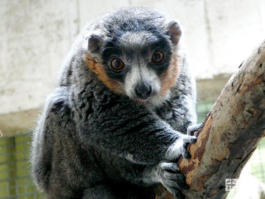 Mongoose Lemur on Branch