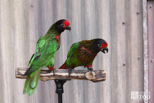 Yellow-Streaked Lories on Perch