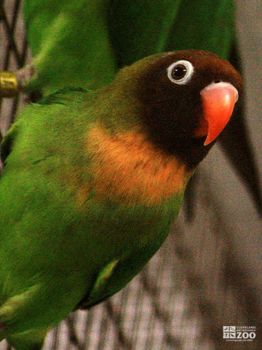 Black-Cheeked Love Bird Close Up