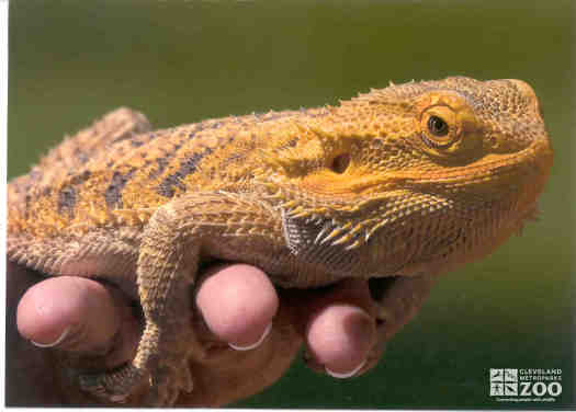 Bearded Dragon in Hand