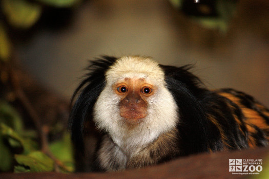 White-Fronted Marmoset Head On