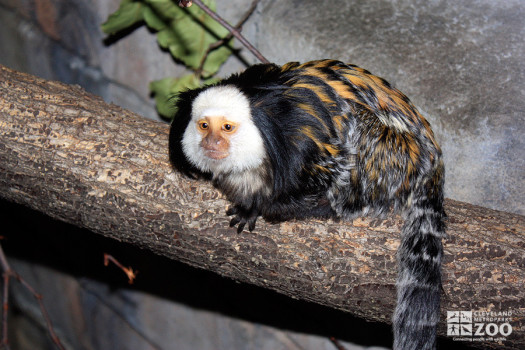 White-Fronted Marmoset on Branch