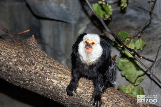 White-Fronted Marmoset Looks Up 2