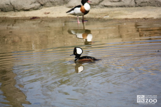 Hooded Merganser 